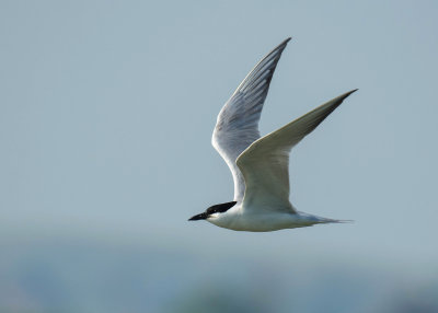 Lachstern - Gull-billed Tern