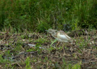 Ralreiger - Squacco Heron