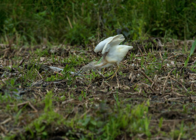 Ralreiger - Squacco Heron