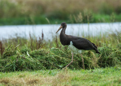 Zwarte Ooievaar - Black Stork