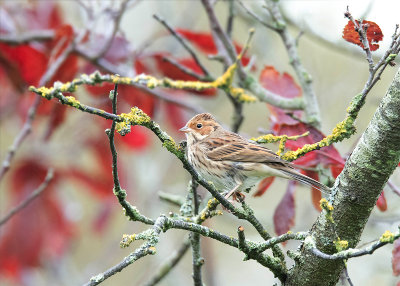 Little Bunting - Dwerggors 