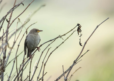 Rosy Starling - Roze Spreeuw