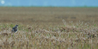 Pallid Harrier - Steppekiekendief