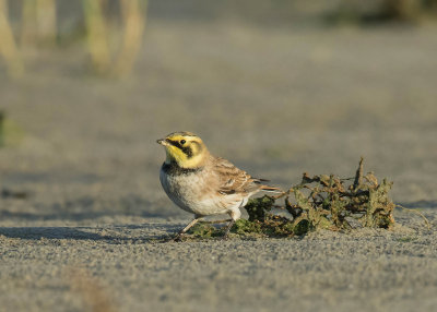 Horned Lark - Strandleeuwerik 