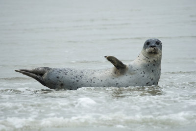 Harbour Seal - Zeehond