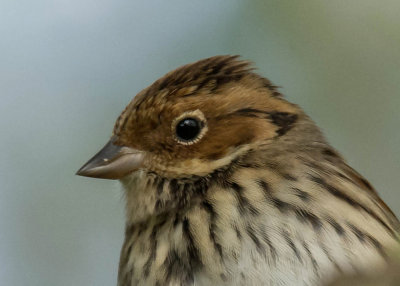 Little Bunting - Dwerggors