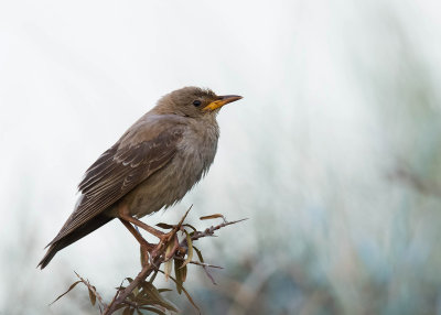 Rosy Starling - Roze Spreeuw