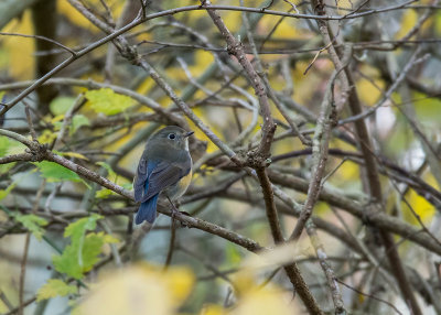 Red-flanked Bluetail - Blauwstaart