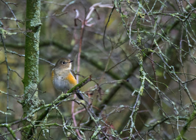 Red-flanked Bluetail - Blauwstaart