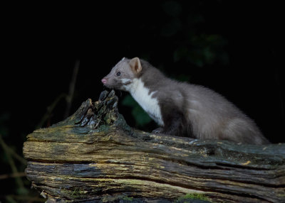 Stone Marten - Steenmarter