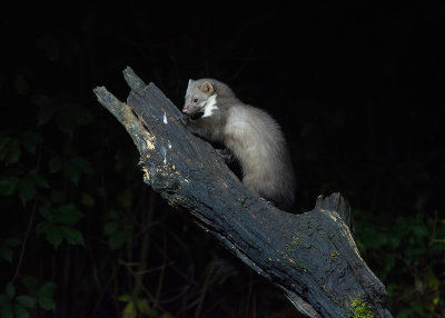 Stone Marten - Steenmarter