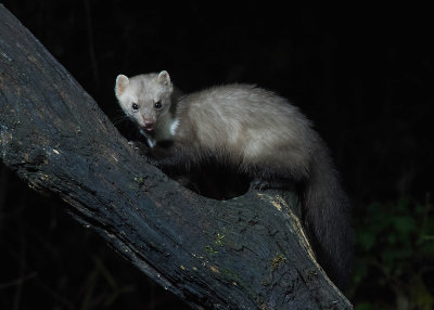 Stone Marten - Steenmarter