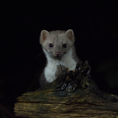 Stone Marten - Steenmarter