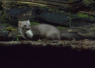 Stone Marten - Steenmarter