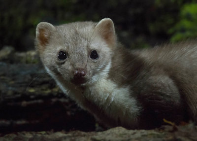 Stone Marten - Steenmarter