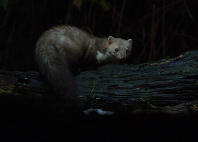 Stone Marten - Steenmarter