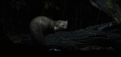 Stone Marten - Steenmarter