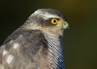 Sperwer - Eurasian Sparrowhawk