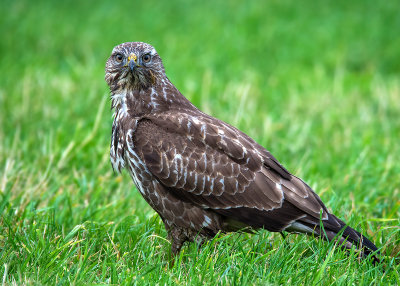 Buizerd - Common Buzzard