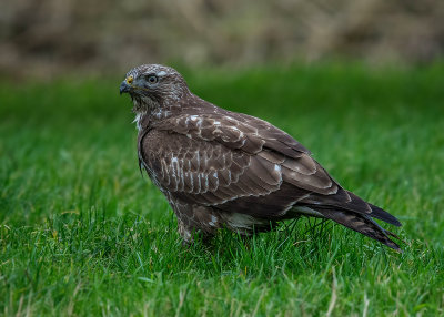 Buizerd - Common Buzzard