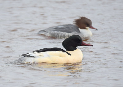 Common Merganser - Grote Zaagbek