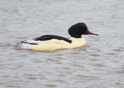 Common Merganser - Grote Zaagbek