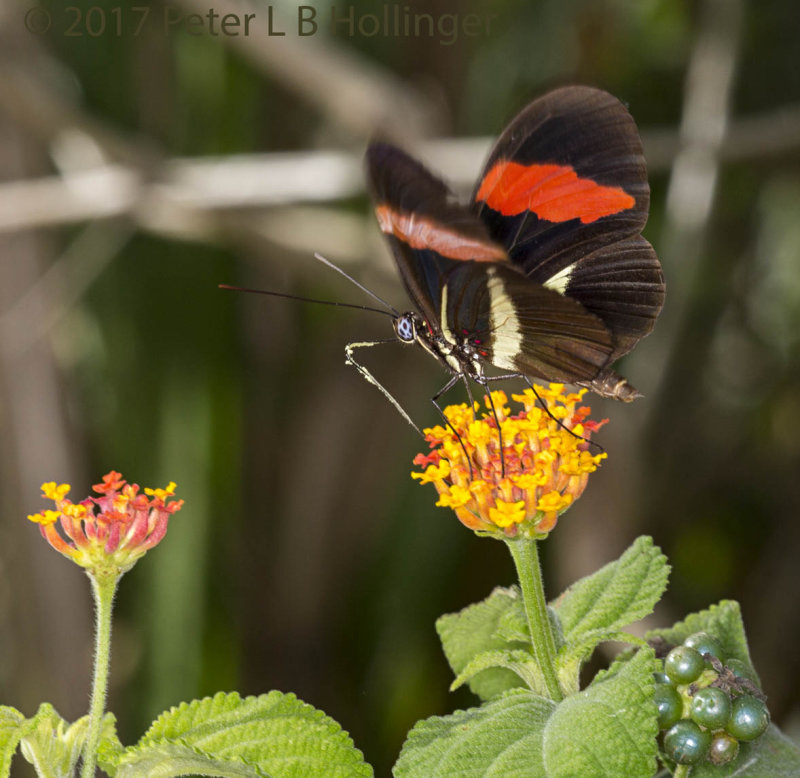 Red Postman (Heliconius erato) on Lantana