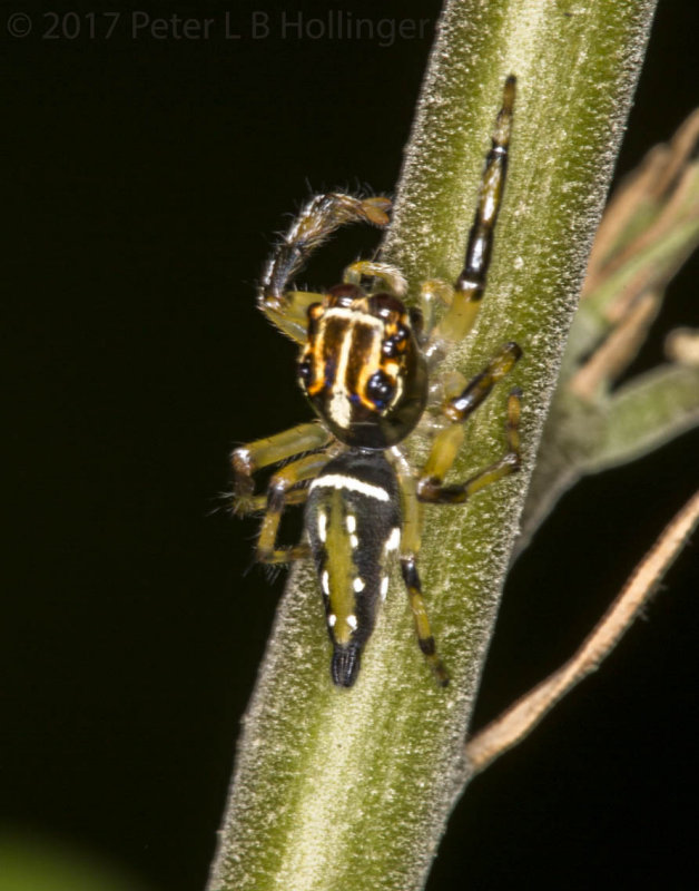 Jumping spider