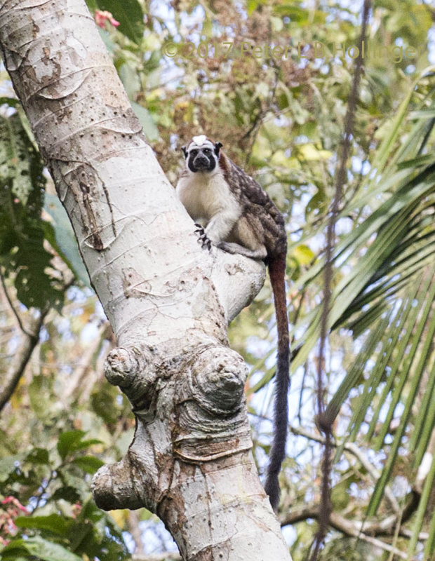 Geoffroys Tamarin (<i>Saguinus geoffroyi</i>)