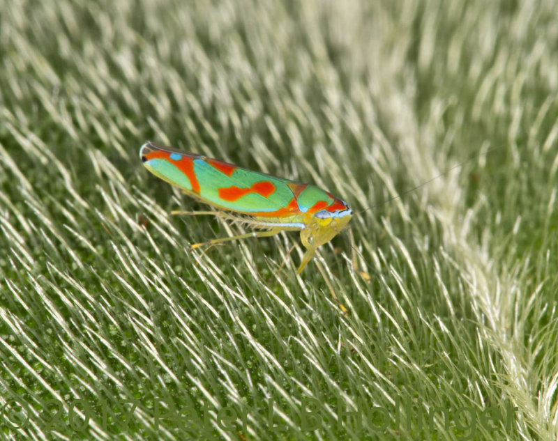 Orange and green leaf hopper