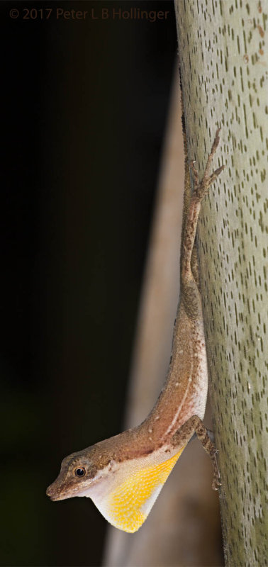  Border Anole -  (<i>Anolis limifrons</i>)