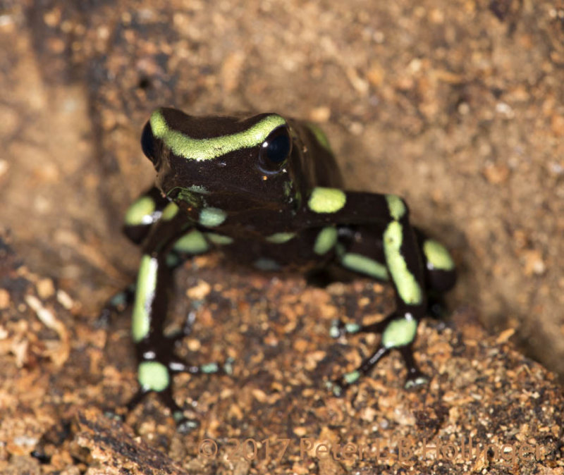 Green-and-Black Poison Dart Frog (Dendrobates auratus)