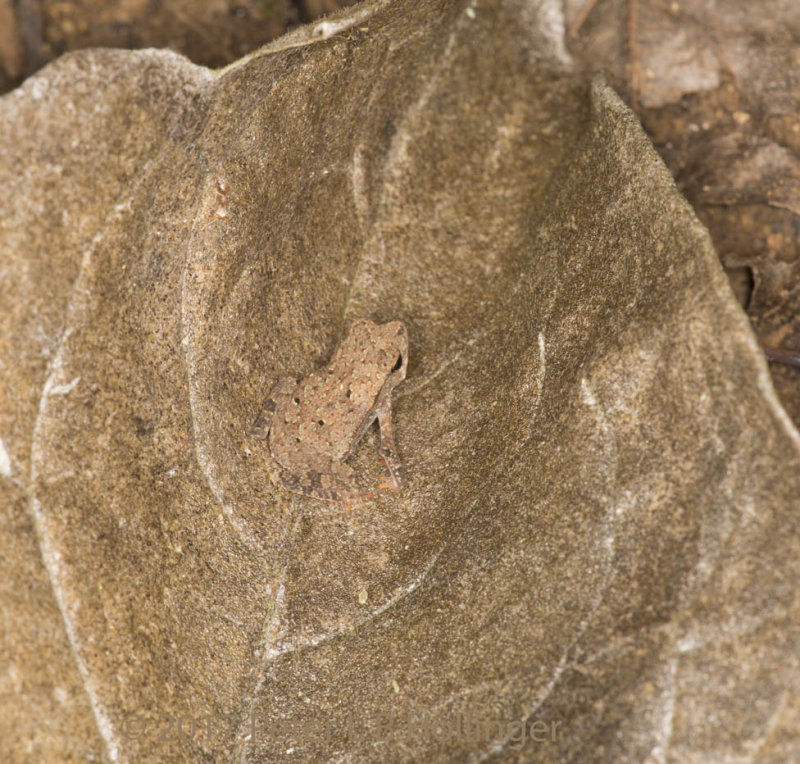 Frog in leaf litter