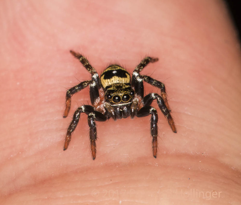 Little black and yellow jumper