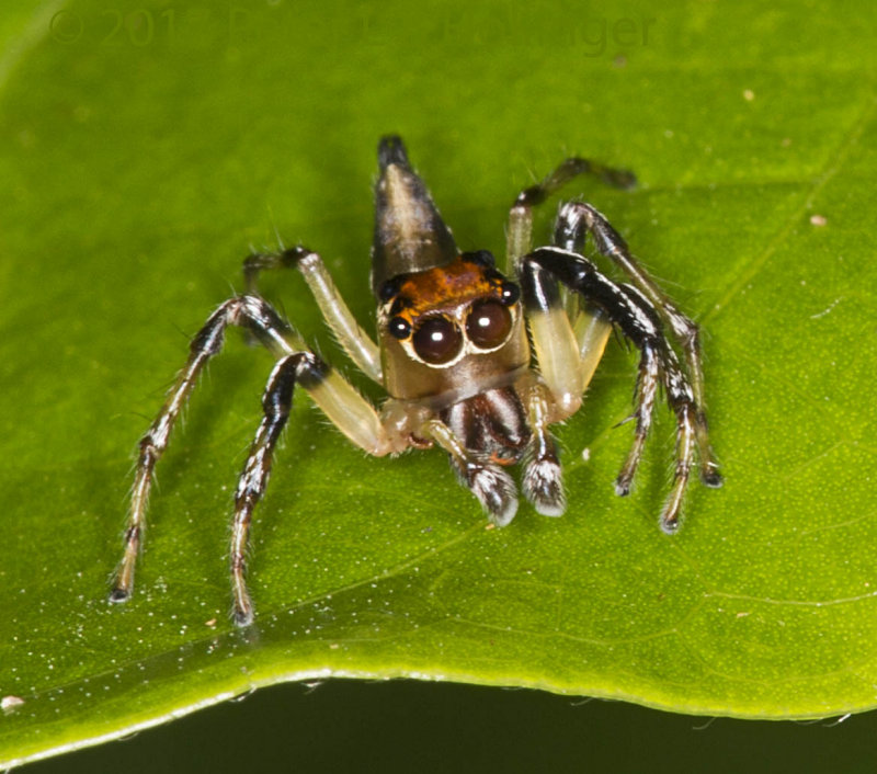 Jumper with orange head and conical tail