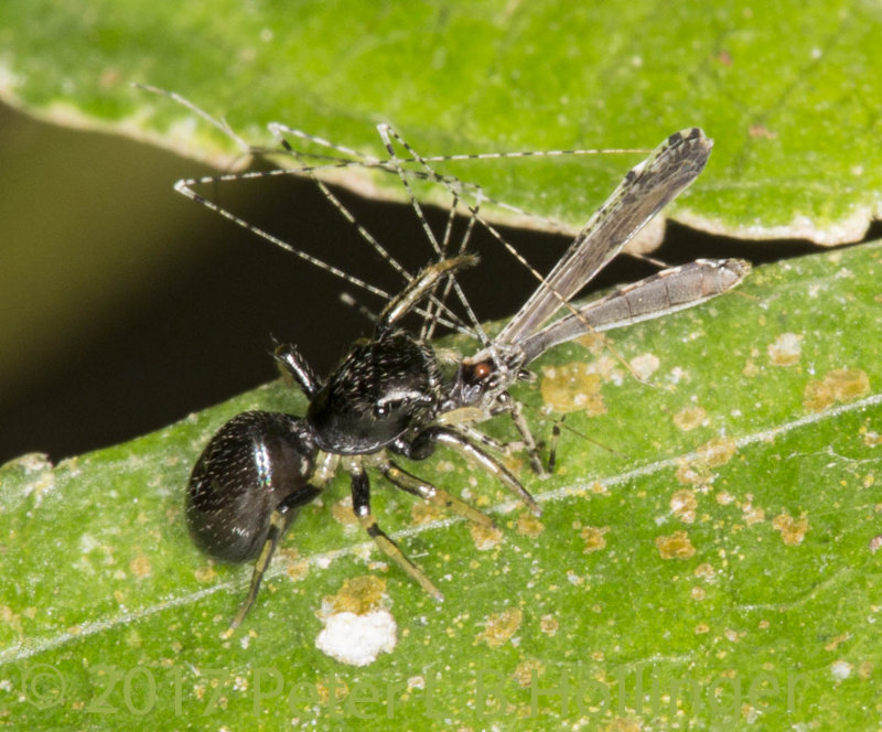 Jumper with crane fly