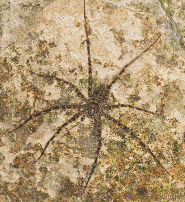 Nursery Web Spider (<i>Dolomedes</i>?) 
