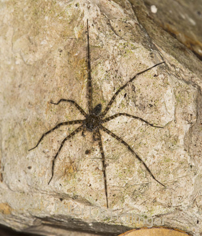 Nursery Web Spider (Dolomedes?)