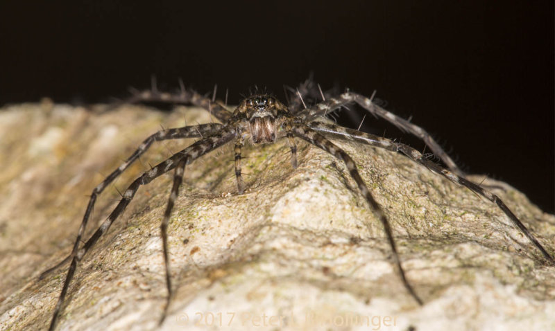 Nursery Web Spider (Dolomedes?) - face
