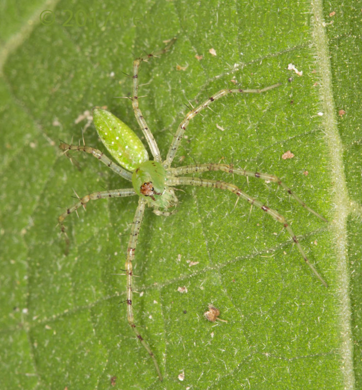 Green Lynx Spider (Peucetia viridans)? 50