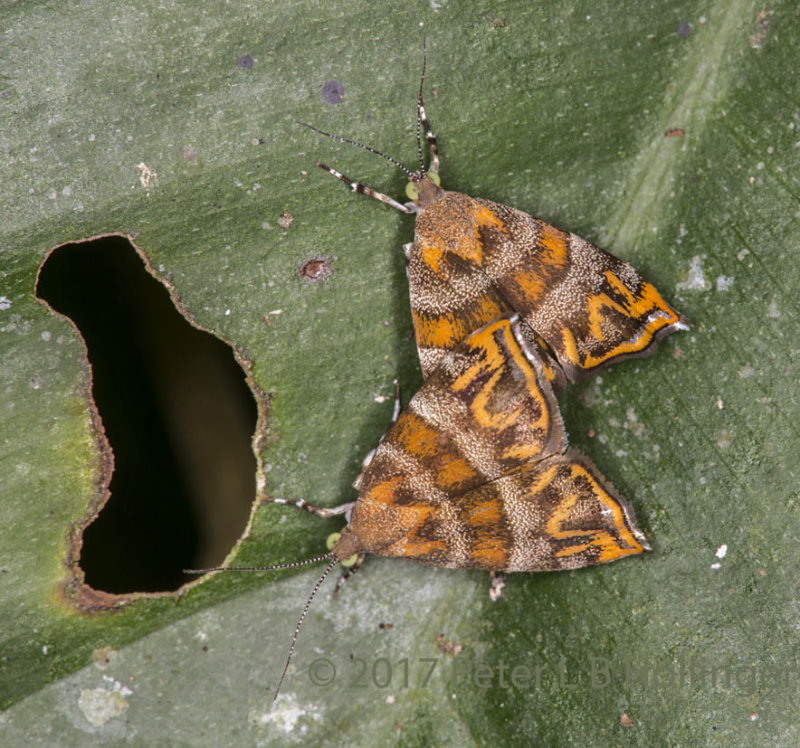 Donna's Metalmark Moths