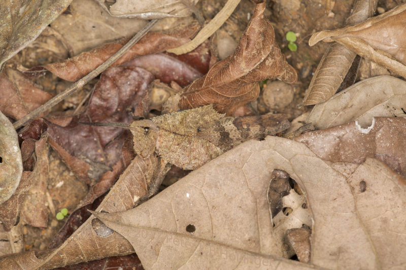 Well-camoflouged grasshopper