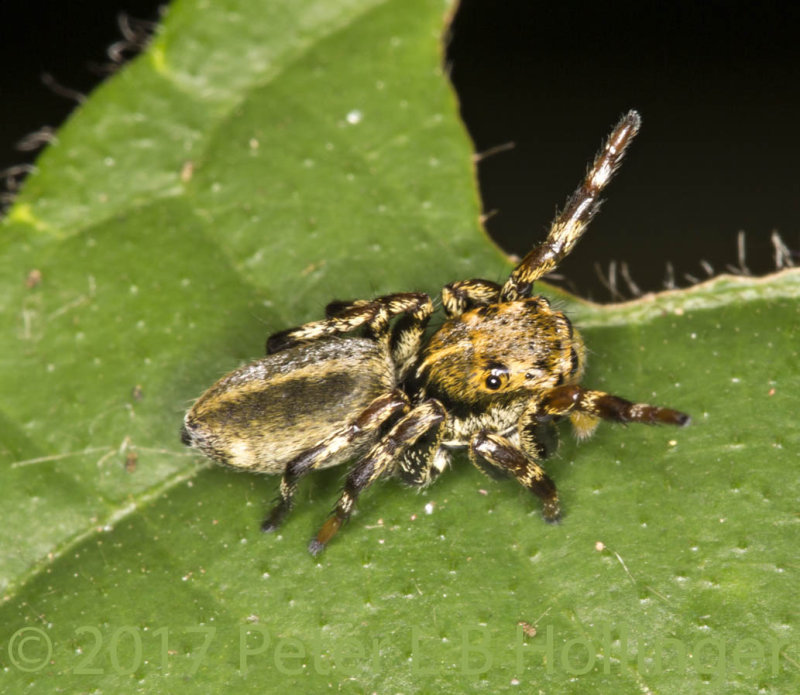 jumper with yellow pedipalps 50