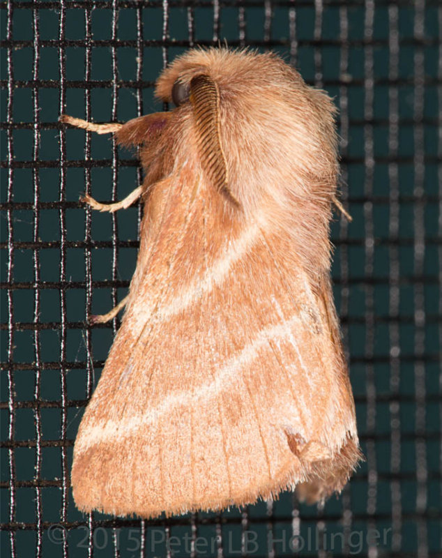 Eastern Tent Caterpillar Moth (Malacosoma americanum)