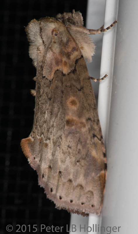 Tufted Thyatirid Moth (Pseudothyatira cymatophoroides)