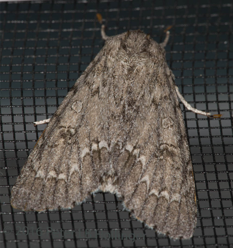 American Dagger (Acronicta americana)