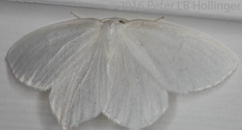  Snowy Geometer Moth (Eugonobapta nivosaria)
