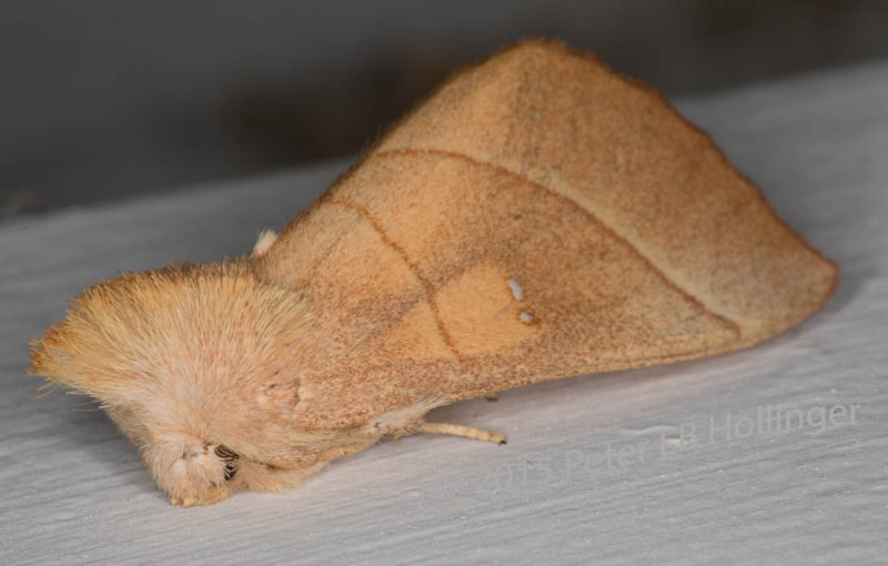  White-dotted Prominent (Nadata gibbosa) 