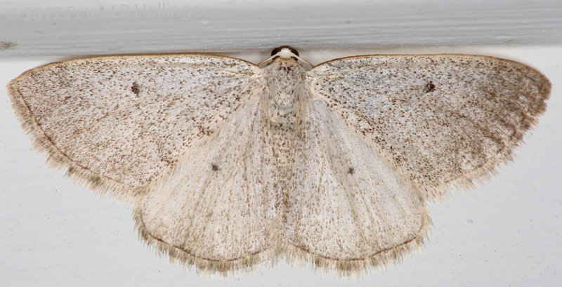 Gray Spring Moth - Lomographa glomeraria 