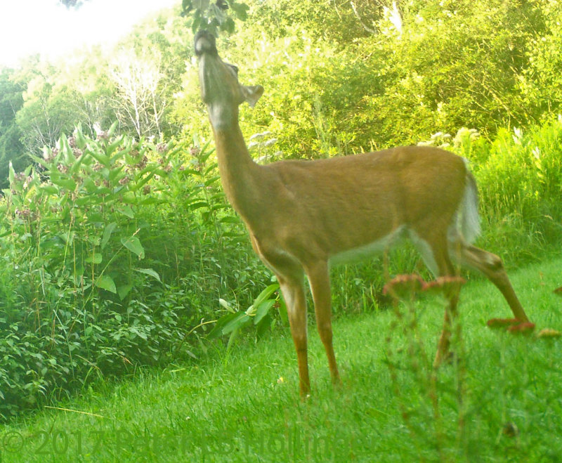 Deer picking apple